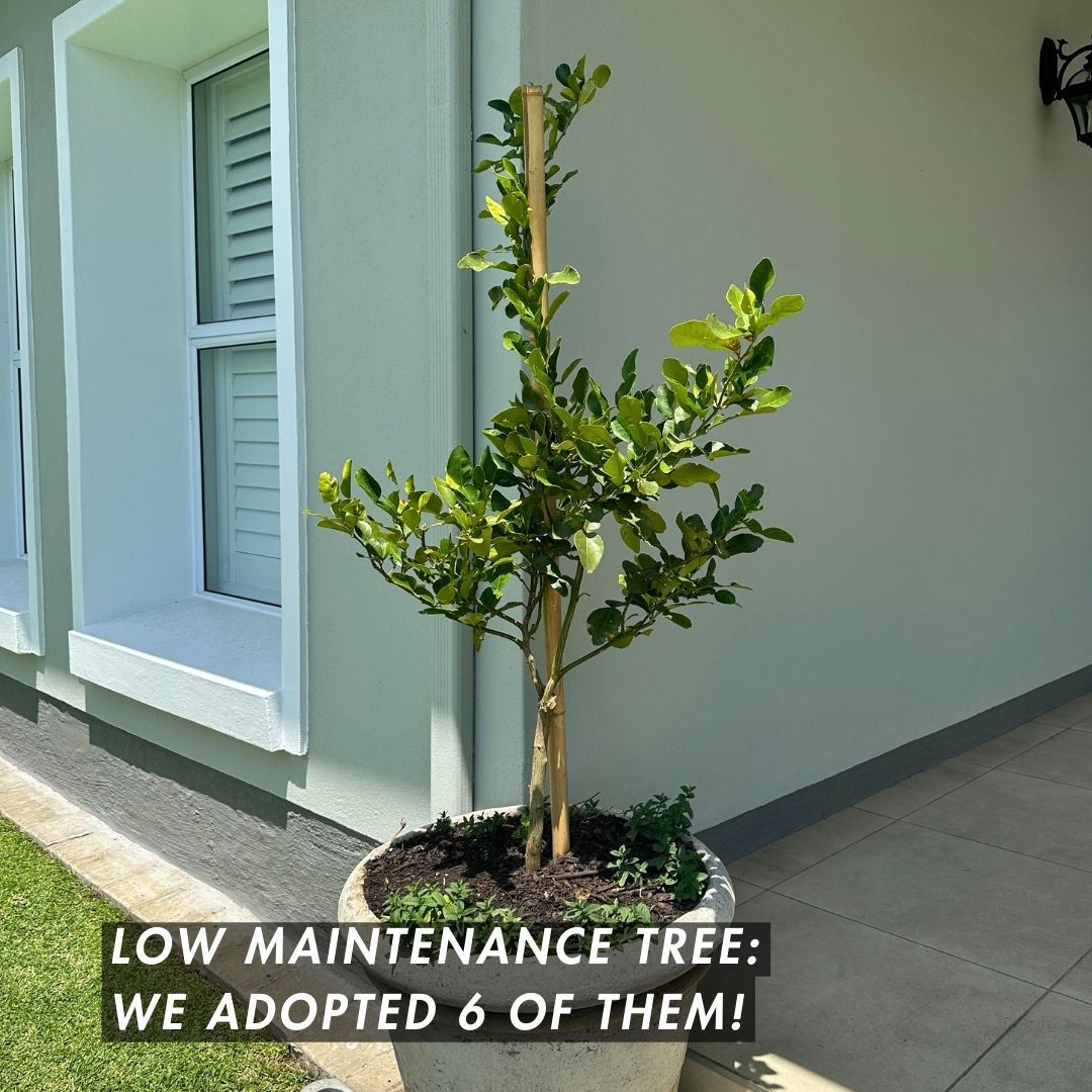 E. Kaffir Lime Tree (Thai Lime Tree): Pick Up Only