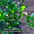 E. Kaffir Lime Tree | Thai Lime Tree: PICK UP only_Spices & Seasonings