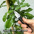 E. Kaffir Lime Tree | Thai Lime Tree: PICK UP only_Spices & Seasonings